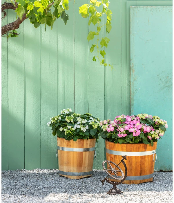 Küferei Kardos Robinienkübel, Rund 2 Küferei Kardos Robinienkübel, Rund – Bild 2