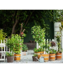 Küferei Kardos Robinienkübel, Rund 6 Küferei Kardos Robinienkübel, Rund -Gartenbedarf Angebote 1709096 1709401 1709443 1709732 1709807 1710037 WE MO 002 Robinienkuebelrund