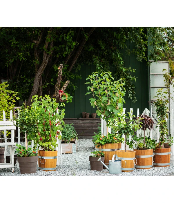 Küferei Kardos Robinienkübel, Rund 3 Küferei Kardos Robinienkübel, Rund – Bild 3