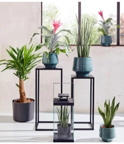 Bogenhanf - Sansevieria Cylindrica 'Mikado' -Gartenbedarf Angebote 20180515 PR MO 001 AechmeaSansevieriaBL15