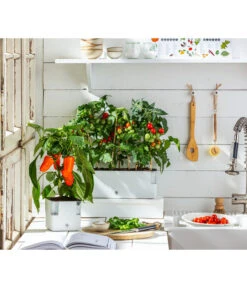 Pick-a-Pep® Paprika, Rot 5 Pick-a-Pep® Paprika, Rot -Gartenbedarf Angebote 20200604 WE MO 001 IndoorTomatePaprika 2021 GC11