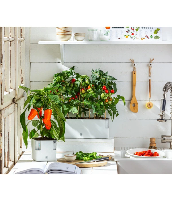 Pick-a-Pep® Paprika, Rot 3 Pick-a-Pep® Paprika, Rot – Bild 3