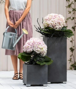 Bauern-Hortensie 'Avantgarde', Blau -Gartenbedarf Angebote 20210415 7220155 WE MO 001 HortensieAvantgarde BL08 2022 04