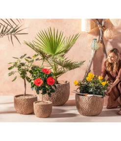 Zimmerhibiskus - Hibiscus Rosa-sinensis, Verschiedene Sorten 11 Zimmerhibiskus - Hibiscus Rosa-sinensis, Verschiedene Sorten -Gartenbedarf Angebote 20210520 WE MO 001 Orientalisch