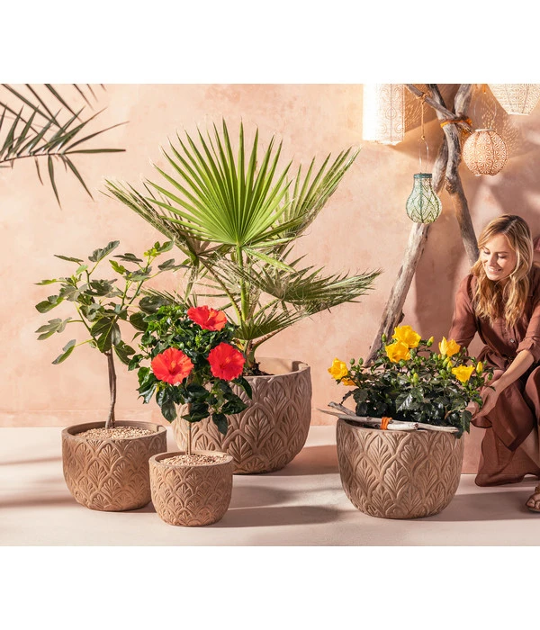 Zimmerhibiskus - Hibiscus Rosa-sinensis, Verschiedene Sorten 4 Zimmerhibiskus - Hibiscus Rosa-sinensis, Verschiedene Sorten – Bild 4