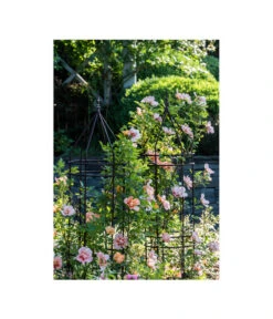 Dehner Premium Obelisk Odin 17 Dehner Premium Obelisk Odin -Gartenbedarf Angebote 2480069 2480093 2480119 WE MO 009 DehnerPremiumObeliskOdinRankhilfe