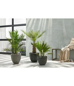 Dehner Polystone-Topf Brisbane In Riffeloptik, Rund -Gartenbedarf Angebote 3158847 3158870 3158888 WE MO 003 PolystoneTopfinRiffeloptikrundsand