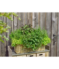 Van Der Leeden Rattan-Pflanzkasten, Graubraun 13 Van Der Leeden Rattan-Pflanzkasten, Graubraun -Gartenbedarf Angebote 3692761 3692548 3692506 WE MO 005 RattanPflanzkastenbraun