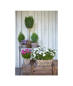 Van Der Leeden Rattan-Pflanzkasten, Graubraun 14 Van Der Leeden Rattan-Pflanzkasten, Graubraun -Gartenbedarf Angebote 3692761 3692548 3692506 WE MO 006 RattanPflanzkastenbraunBlumenkasten