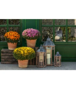 Spang Terrakotta-Topf Toscana, Rund -Gartenbedarf Angebote 3697612 WE MO 003 TerrakottaTopfToscana