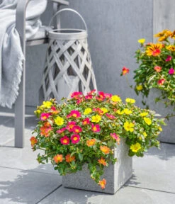 Dehner Polystone-Topf Sydney, Quadratisch, Grau -Gartenbedarf Angebote 3920998 3921004 4261632 WE MO 002 DehnerPolystoneTopfSydneyquadratischgrau