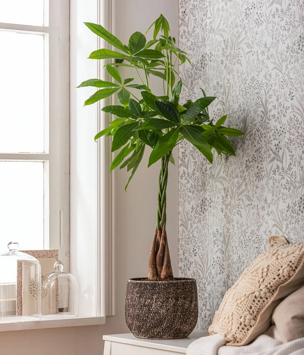 Glückskastanie - Pachira Aquatica, In Keramik 2 Glückskastanie - Pachira Aquatica, In Keramik – Bild 2