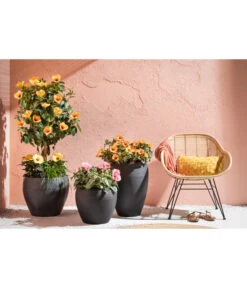 Zimmerhibiskus - Hibiscus Rosa-sinensis, Verschiedene Sorten 12 Zimmerhibiskus - Hibiscus Rosa-sinensis, Verschiedene Sorten -Gartenbedarf Angebote 4319398 PR MO 001 KunststoffTopfSchwarz