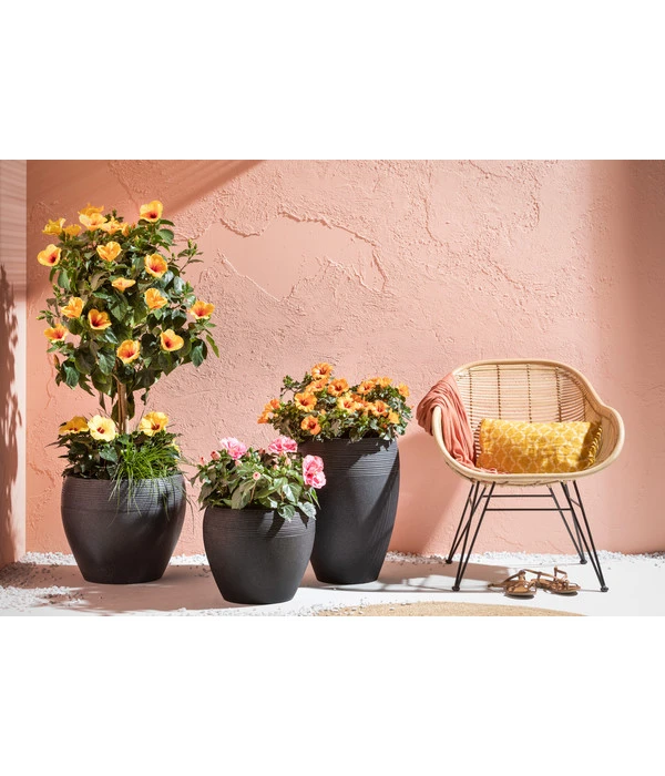 Zimmerhibiskus - Hibiscus Rosa-sinensis, Verschiedene Sorten 5 Zimmerhibiskus - Hibiscus Rosa-sinensis, Verschiedene Sorten – Bild 5