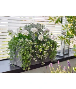 Dehner Leichtbeton-Kasten Rock, Rechteckig, Grau 5 Dehner Leichtbeton-Kasten Rock, Rechteckig, Grau -Gartenbedarf Angebote 5157607 5157615 WE MO 001 DehnerLeichtbetonKastenrockgrau