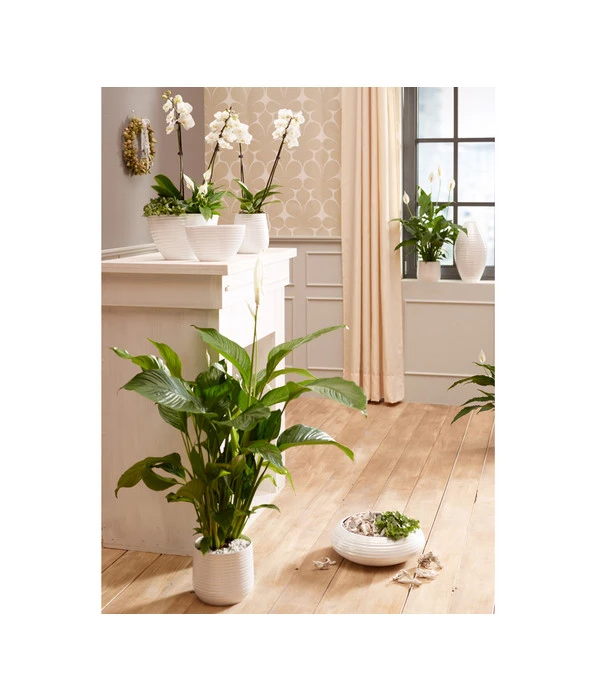 Dehner Keramik-Schale Lustrinado, Bauchig, Weiß 2 Dehner Keramik-Schale Lustrinado, Bauchig, Weiß – Bild 2