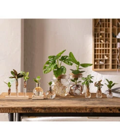 Waterplant Balsamapfel Im Kugelglas - Clusia Rosea 'Princess', Mit LED 6 Waterplant Balsamapfel Im Kugelglas - Clusia Rosea 'Princess', Mit LED -Gartenbedarf Angebote 6125066 WE MO 001 WaterPlants