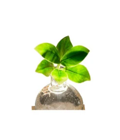 Waterplant Balsamapfel Im Kugelglas - Clusia Rosea 'Princess', Mit LED 7 Waterplant Balsamapfel Im Kugelglas - Clusia Rosea 'Princess', Mit LED -Gartenbedarf Angebote 6125074 WE DE 001 WaterPlantlusia7cmmitLicht