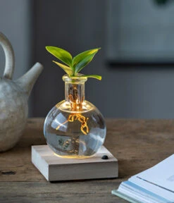 Bestseller -Gartenbedarf Angebote 6125074 WE MO 001 WaterPlantClusiaLED