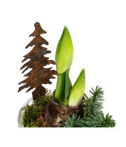 Gartenbedarf Angebote -Gartenbedarf Angebote 6262398 WE DE 002 GlastopfAmaryllisT14