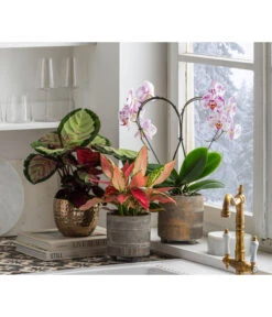 Dehner Beton-Übertopf Nola, Rund, Grau-kupfer -Gartenbedarf Angebote 6732499 6732929 6784912 WE MO 001 TopfNolaGold