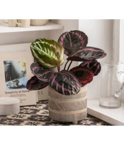 Dehner Beton-Übertopf Nola, Rund, Grau-kupfer -Gartenbedarf Angebote 6732499 WE MO 004 TopfNolaGold