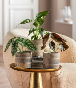 Dehner Beton-Übertopf Nola, Rund, Grau-kupfer -Gartenbedarf Angebote 6732515 WE MO 001 GlamourPaketNola