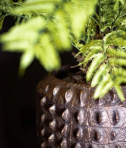 Fleur Ami Kunststoff-Topf Croc, Konisch, Bronze, Ca. Ø47/H56 Cm -Gartenbedarf Angebote 6758999 WE MO 002 FleurAmiPflanzgefaessCroc