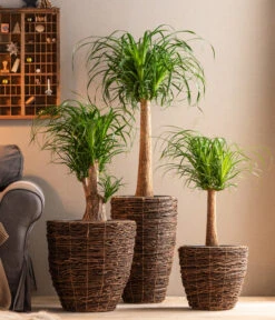 Dehner Holz-Korb Akira, Rund, Braun 5 Dehner Holz-Korb Akira, Rund, Braun -Gartenbedarf Angebote 6788533 6788400 6788442 6788426 WE MO 001 TopfAkiraBraun