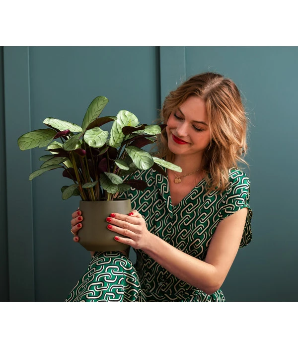 Korbmarante - Ctenanthe Burle-marxii 2 Korbmarante - Ctenanthe Burle-marxii – Bild 2