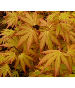 Fächerahorn 'Orange Dream' -Gartenbedarf Angebote 7007016 WE DE 002 AcerAhornOrangeDreamAllgreen