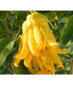 Zitronat-Zitrone 'Buddhas Hand' -Gartenbedarf Angebote 7118763 BildD 001 CitrusBuddhasHandCitrMedicaBuddhasHan