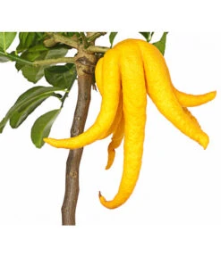 Zitronat-Zitrone 'Buddhas Hand' -Gartenbedarf Angebote 7118763 WE DE 001 CitrusBuddhasHandT20DehnerExpressHerzig