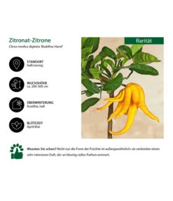 Zitronat-Zitrone 'Buddhas Hand' -Gartenbedarf Angebote 7118763 WE IG 001 ZitronatzitroneBuddahsHand