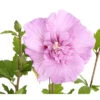 Hibiskus 'Lavender Chiffon®' - Garten-Eibisch