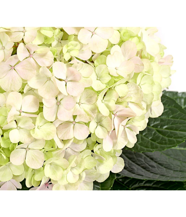 Bauern-Hortensie 'Avantgarde' 1 Bauern-Hortensie 'Avantgarde'