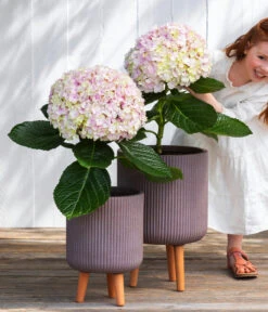 Bauern-Hortensie 'Avantgarde' 9 Bauern-Hortensie 'Avantgarde' -Gartenbedarf Angebote 7220148 WE MO 001 HortensieAvantgard5L