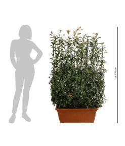 Purpur-Glanzmispel 'Glanzkopf', Ca. 170 Cm -Gartenbedarf Angebote 7305329 WE BG 002 PurpurGlanzmispelGlanzkopf170