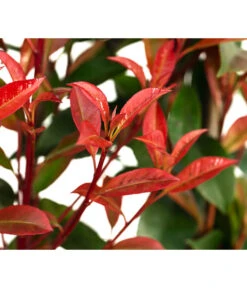 Purpur-Glanzmispel 'Glanzkopf', Ca. 170 Cm -Gartenbedarf Angebote 7305329 WE DE 002 PhotinaXfraseriPupurGlazmispel