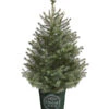 Serbische Fichte, Ca. 70-80 Cm, Im Topf Gewachsen