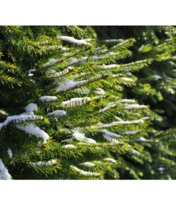 Serbische Fichte, Ca. 70-80 Cm, Im Topf Gewachsen -Gartenbedarf Angebote 7315864 WE MO 001 PiceaOmorika Pixabay