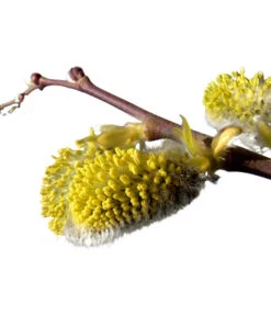 Kätzchen-Weide - Nordische Bäumchen-Weide -Gartenbedarf Angebote 7464571 BildD 001 KaetzchenWeideNordischeBaeumchenWeideSalixArbusculaSt