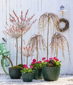 Dehner Keramik-Topf Elite -Gartenbedarf Angebote 7464738 8816498 6705461 WE MO 001 KaetzchenweideStaengelprimelTopfElite