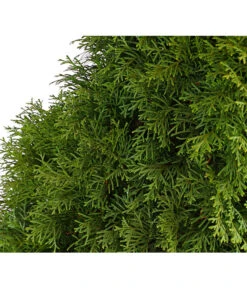 3 Meter Lebensbaum 'Smaragd', 6 X Ca. 150-175 Cm -Gartenbedarf Angebote 7513534 WE DE 001 ThujaLebensbaumOccidentalisSmaragd20LDehnerExpressHerzig