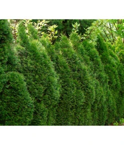 3 Meter Lebensbaum 'Smaragd', 6 X Ca. 150-175 Cm -Gartenbedarf Angebote 7513757 7516768 WE MO 002 ThujaSmaragd
