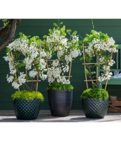 Dehner Keramik-Topf Elite -Gartenbedarf Angebote 7542905 8007429 6705461 WE MO 001 WisteriaWeiss