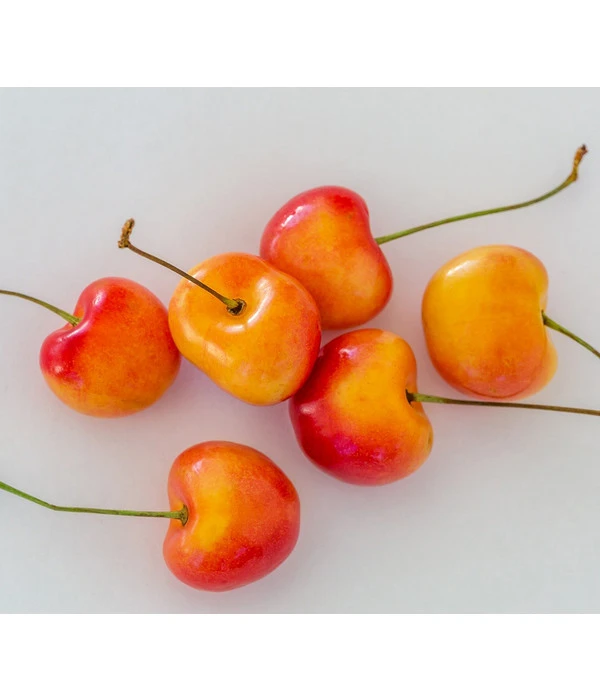 Kirschen-Duo 'Regina/Napoleon' 4 Kirschen-Duo 'Regina/Napoleon' – Bild 4