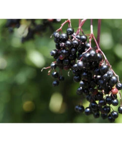 Holunder 'Black Tower' -Gartenbedarf Angebote 7662810 PR MO 002 HolunderBlackTower