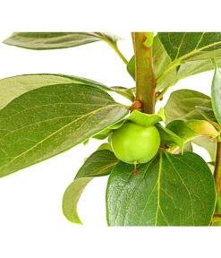 Dehner Kaki 'Rojo Brillante' - Kaki-Pflaume 'Rojo Brillante' -Gartenbedarf Angebote 7693377 PR DE 001 KakiRojoBrillanteBUDehnerExpressHerzig