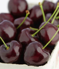 Süßkirschen-Duo 'Kordia/Burlat' 6 Süßkirschen-Duo 'Kordia/Burlat' -Gartenbedarf Angebote 7703143 PR DE 001 KirscheKordiaDehnerExpressZS